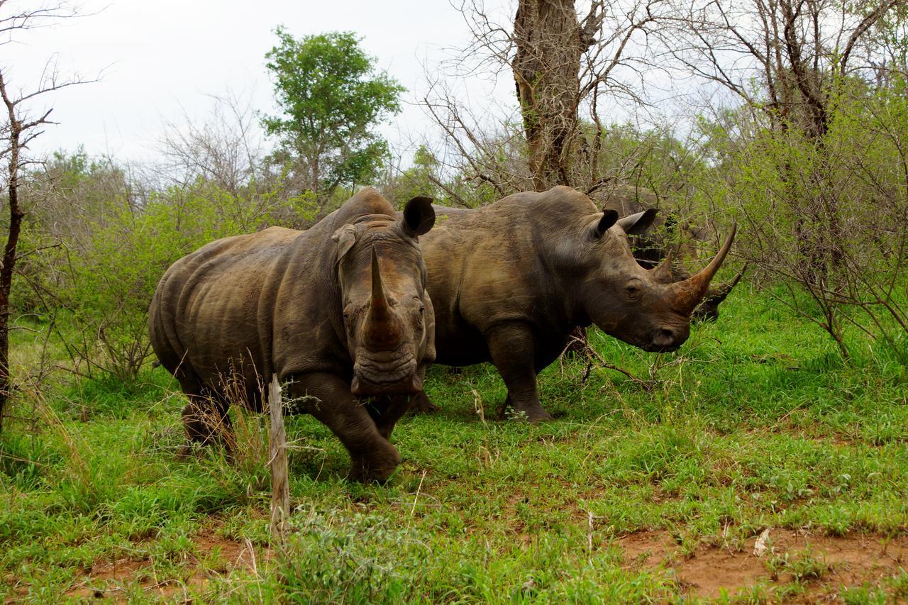 Willa Marloth Park Hippo House Zewnętrze zdjęcie